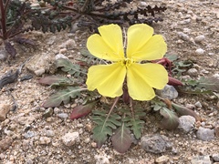Oenothera primiveris