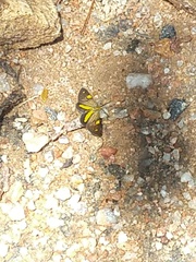 Phaeochlaena lampra