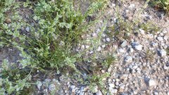 Pectocarya platycarpa