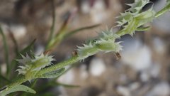 Pectocarya platycarpa