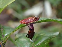 Fuminana