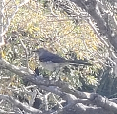 Mimus polyglottos image