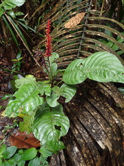 Palicourea subspicata