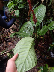 Palicourea subspicata