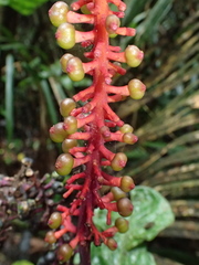 Palicourea subspicata