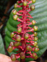 Palicourea subspicata