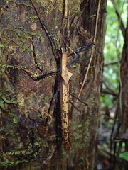Pseudophasma bispinosum