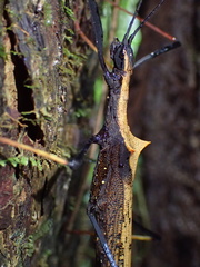 Pseudophasma bispinosum