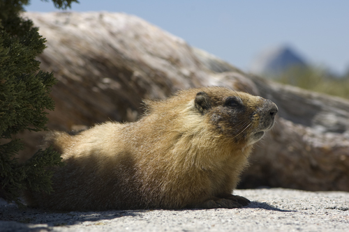 Yellow-bellied Marmot