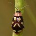 Omophoita albicollis - Photo (c) Joe MDO, algunos derechos reservados (CC BY-NC), subido por Joe MDO