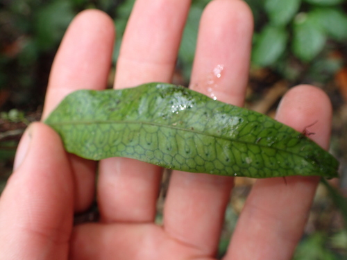 Microgramma dictyophylla · NaturaLista Colombia