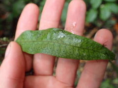 Microgramma dictyophylla