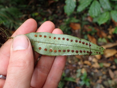 Microgramma dictyophylla