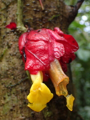 Drymonia coccinea