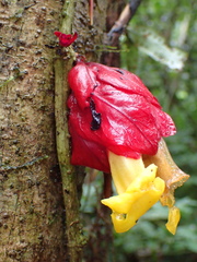 Drymonia coccinea