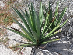 Agave datylio
