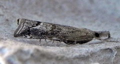 Neodactria caliginosellus