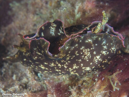 Representative image of Aplysia fasciata