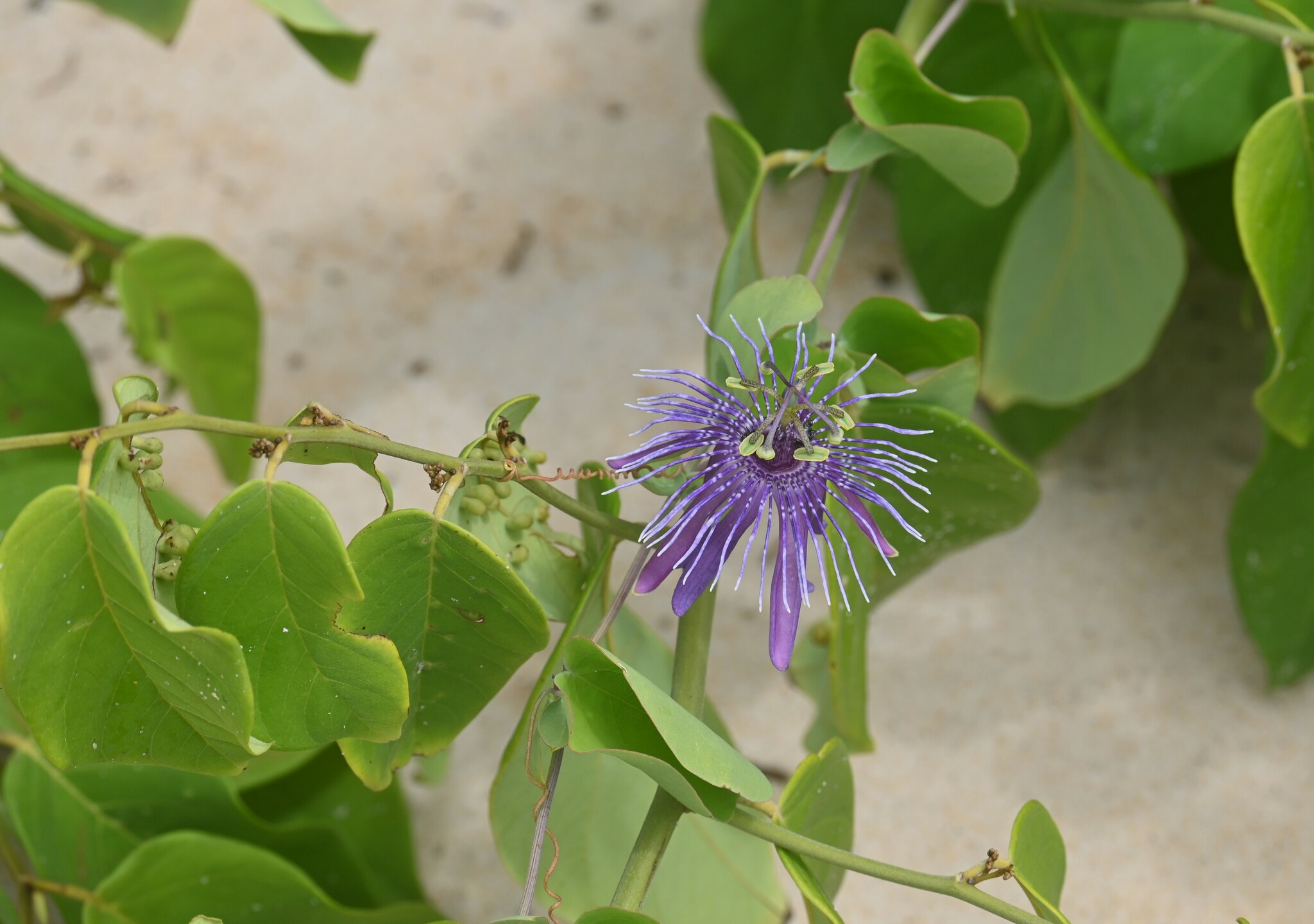 Passiflora subrotunda