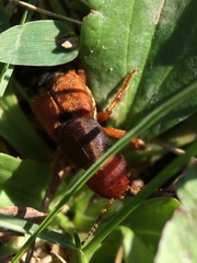 Platydracus immaculatus