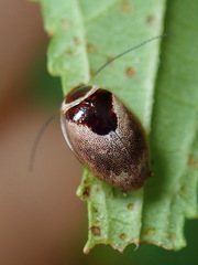 Plectoptera