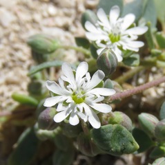 Drymaria holosteoides