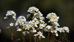 Saxifraga paniculata