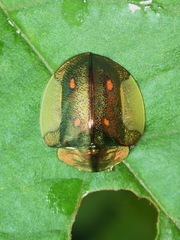 Cyrtonota serinus