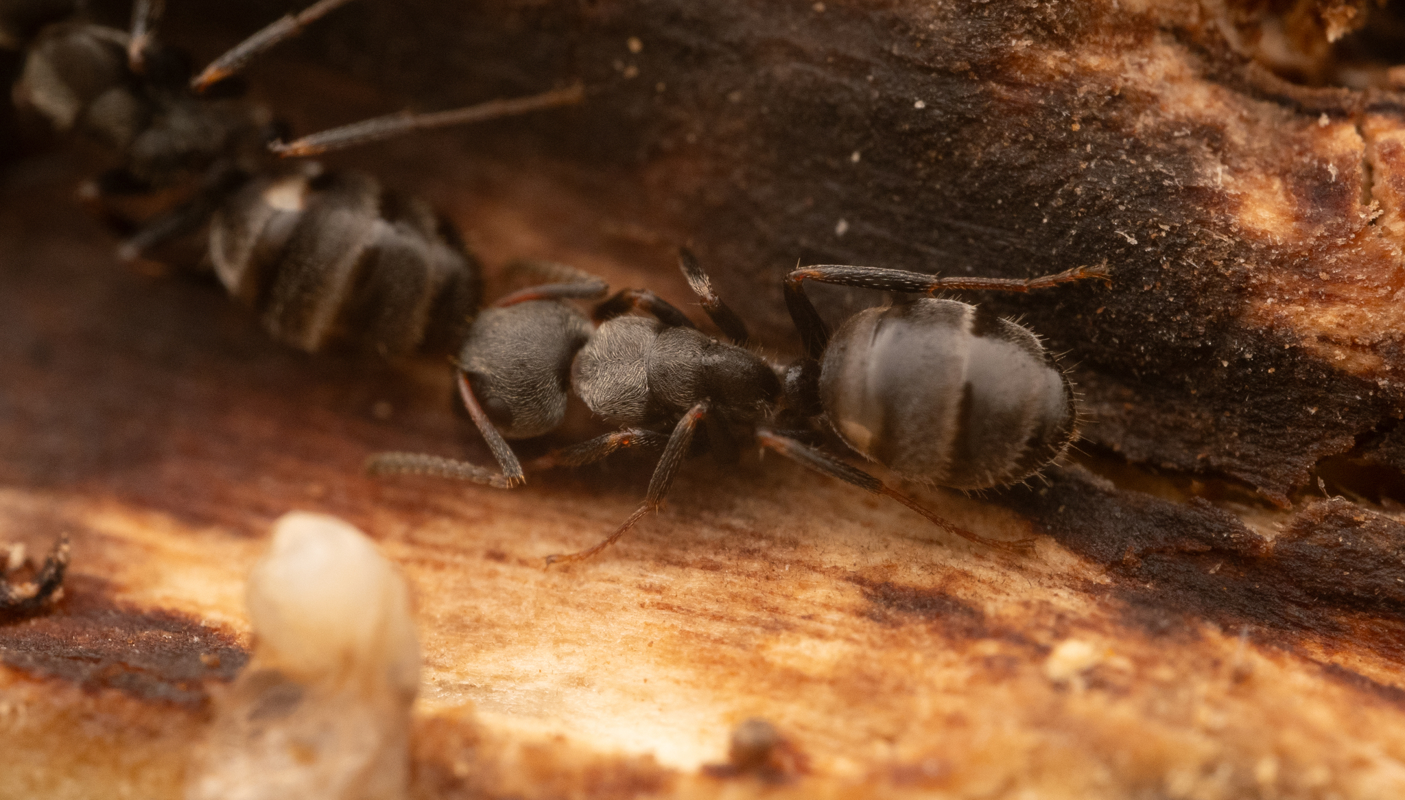 Camponotus wanangus
