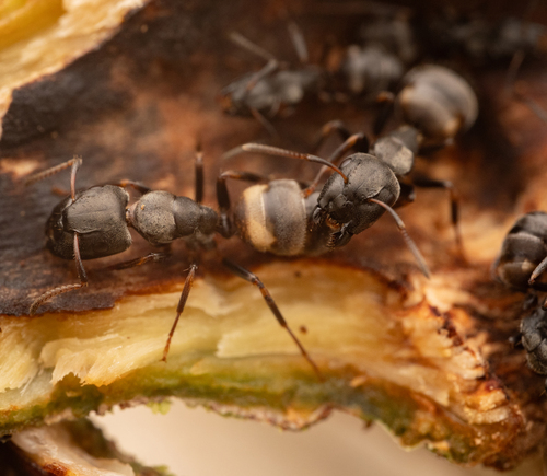 Camponotus wanangusCamponotus wanangus