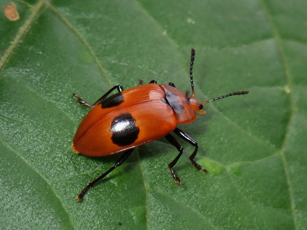 Iphiclus procerus