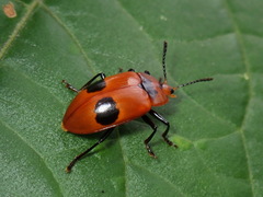 Iphiclus procerus