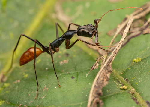 暴君大齿猛蚁Odontomachus tyrannicus