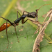 Odontomachus tyrannicus - Photo no rights reserved, uploaded by Philipp Hoenle