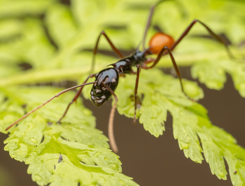 Polyrhachis nigricepsPolyrhachis nigriceps