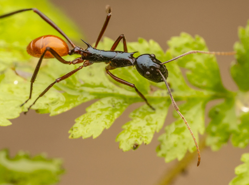 Polyrhachis croceiventrisPolyrhachis croceiventris