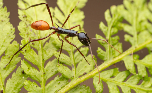 Polyrhachis croceiventris (Polyrhachis croceiventris)