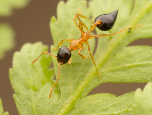 Crematogaster paradoxaCrematogaster paradoxa