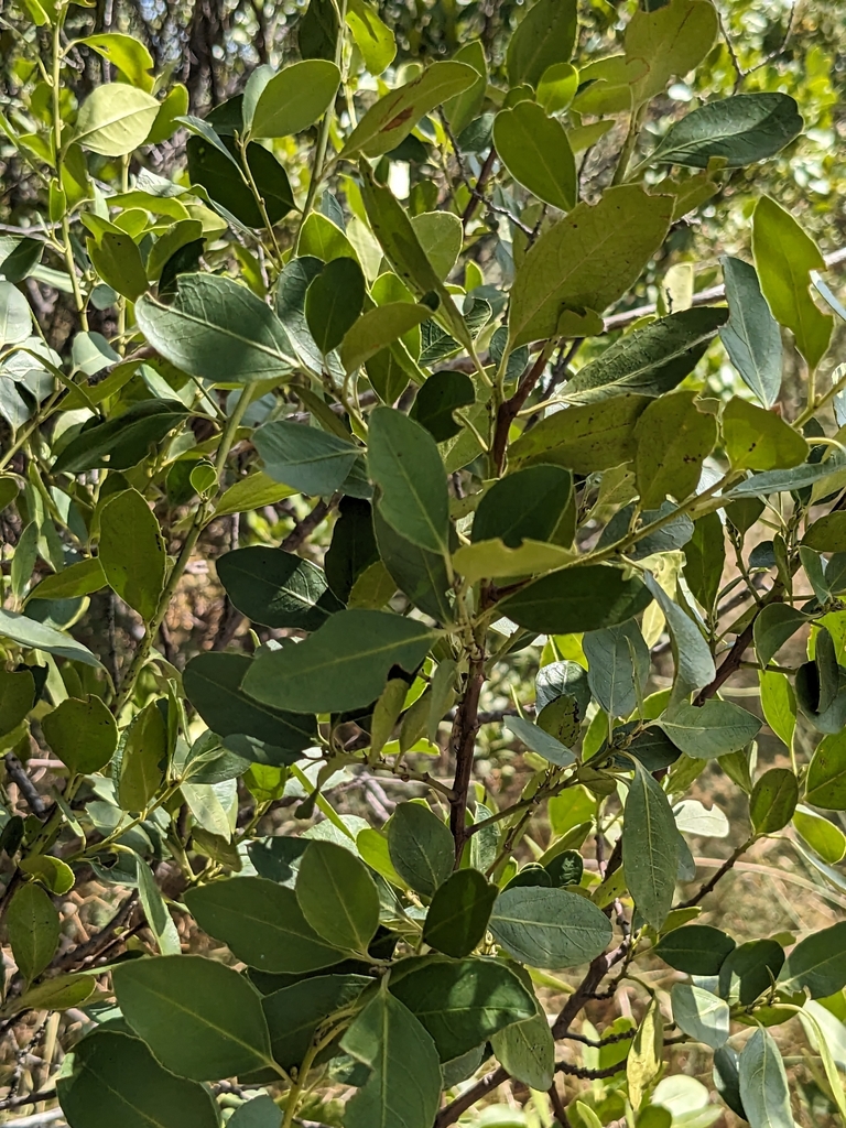 Mediterranean Buckthorn From 40065 Pianoro BO Italia On October 8 mediterranean-buckthorn-from-40065-pianoro-bo-italia-on-october-8