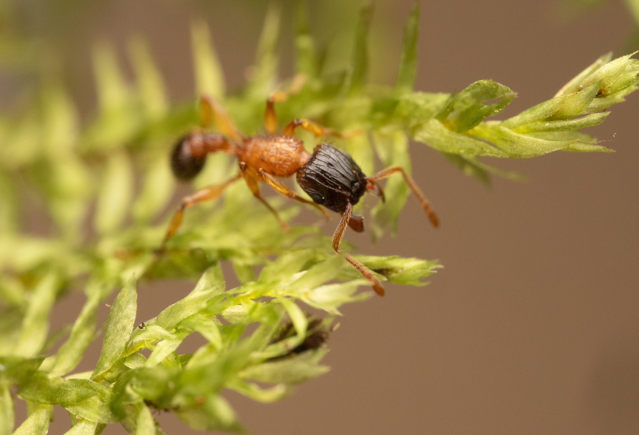 Tetramorium tricarinatum