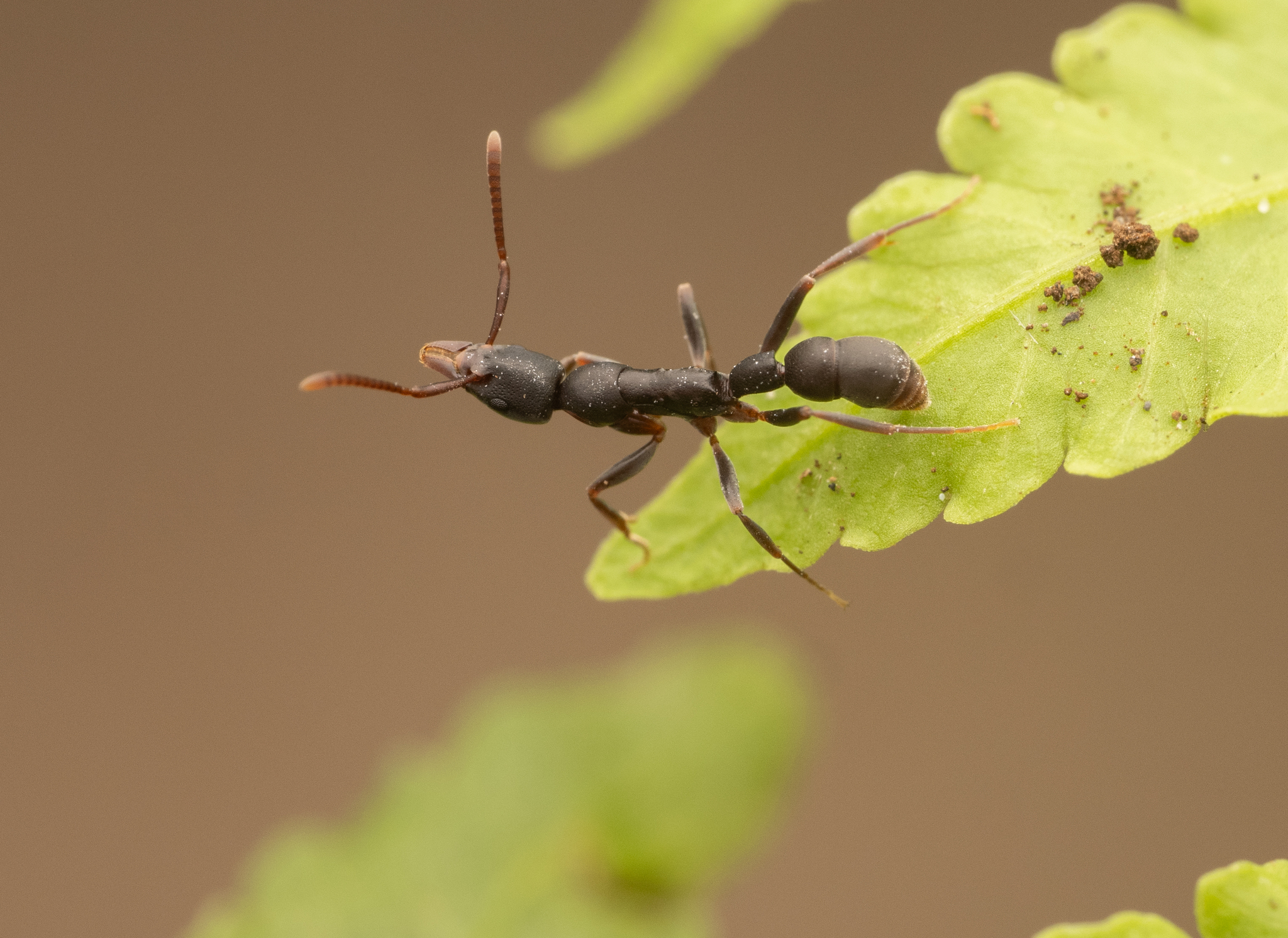 Platythyrea