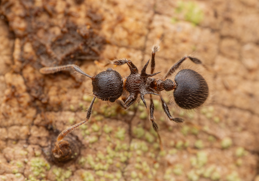 Shield Ants