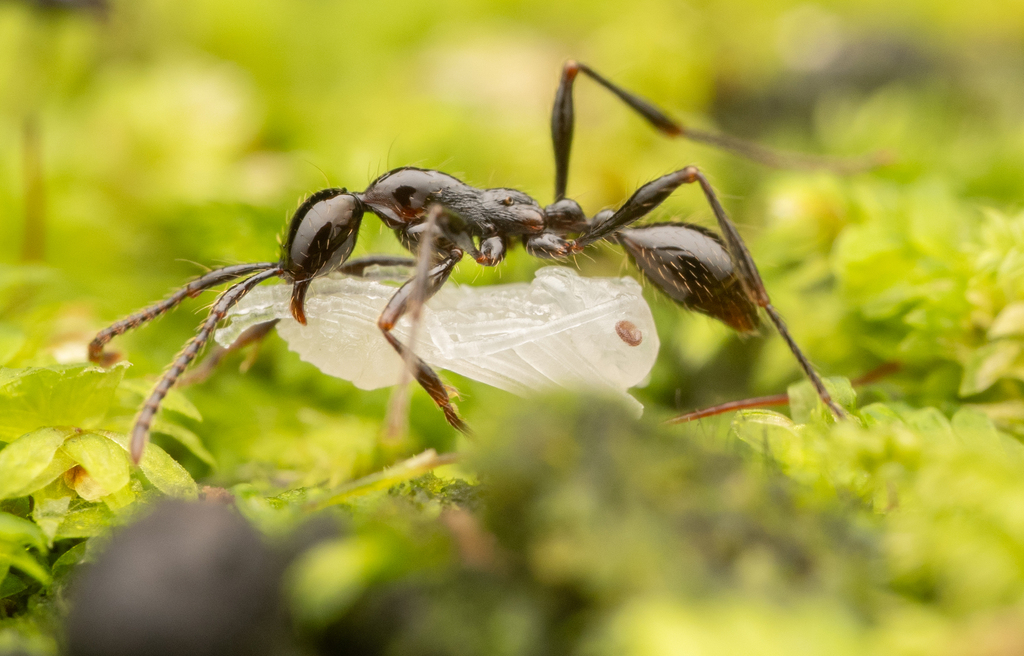 Currax-group Raider Ants