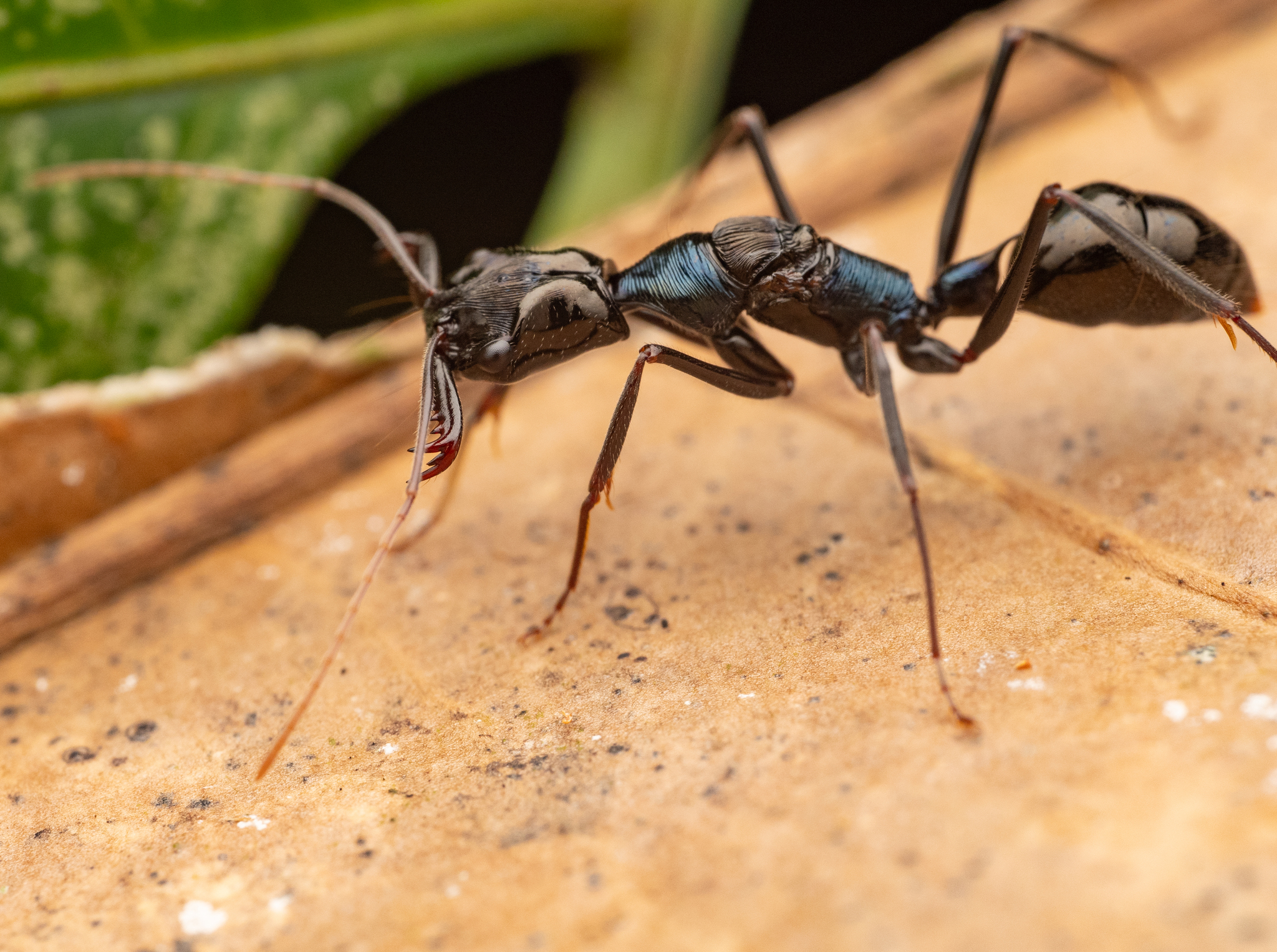https://inaturalist-open-data.s3.amazonaws.com/photos/326335487/original.jpg
