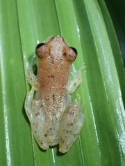 Dendropsophus shiwiarum