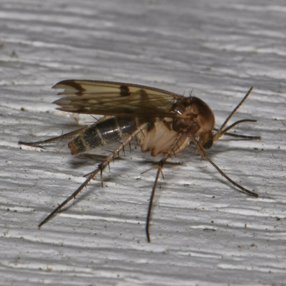 Mycetophila sigmoides