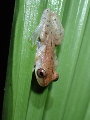 Dendropsophus shiwiarum