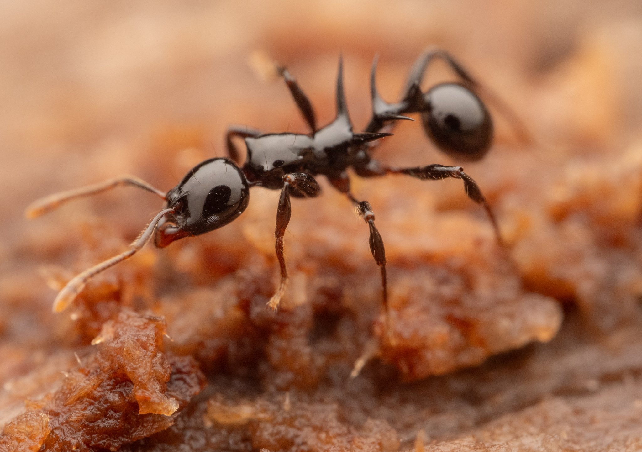 Ancyridris