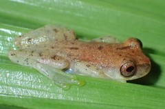 Dendropsophus shiwiarum