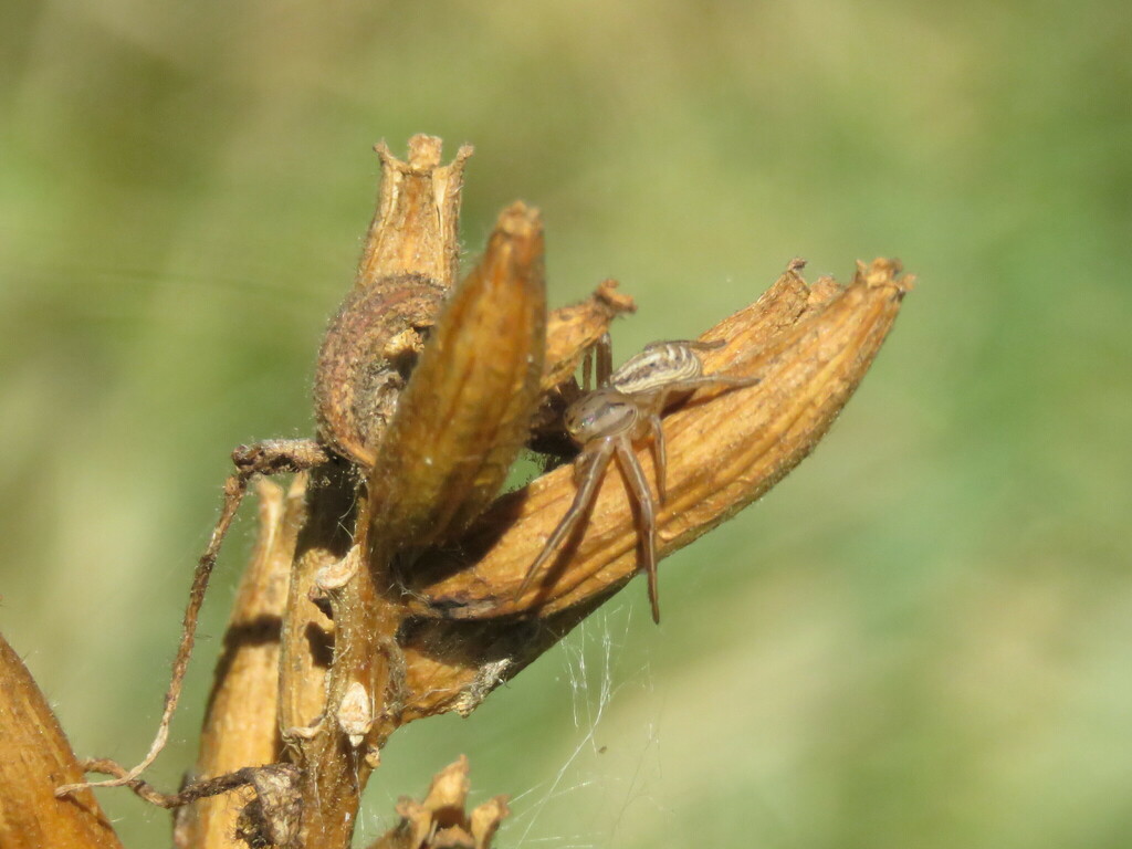 Crab Spiders from 431 E Rd, Milton, VT 05468, USA on October 4, 2023 at